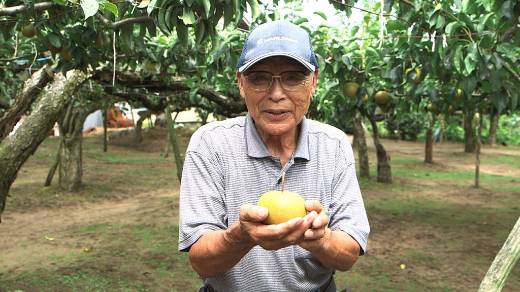 File.077　JA秋田なまはげ「梨・幸水」