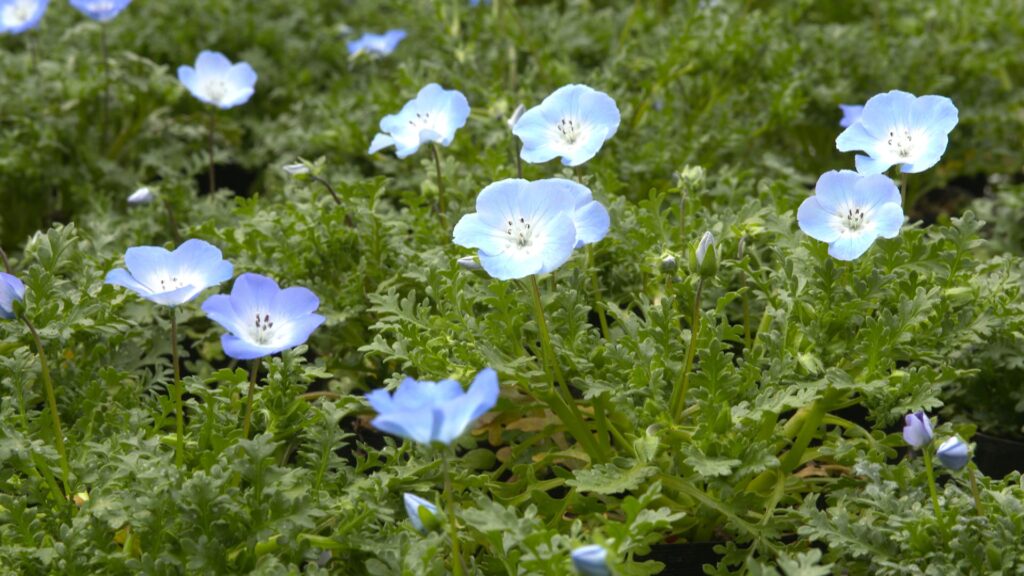 新山園芸　花壇用苗
