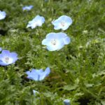 新山園芸　花壇用苗