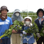 File.241　JA秋田おばこ　りんどう