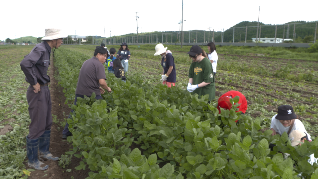 ベジフル君ニュース　食育イベント：枝豆収穫体験