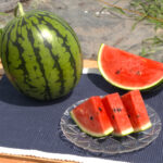 JA秋田ふるさと　あきた夏丸チッチェ