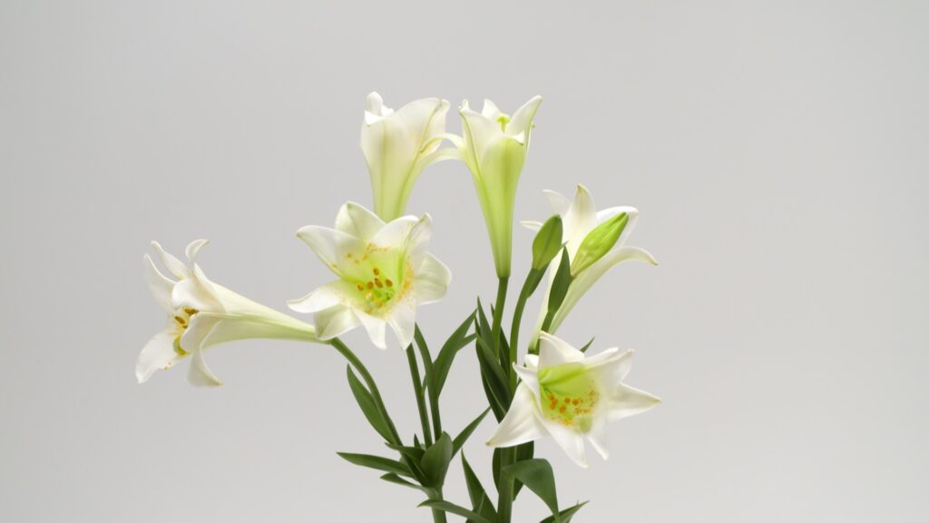 JAかづの　テッポウユリ