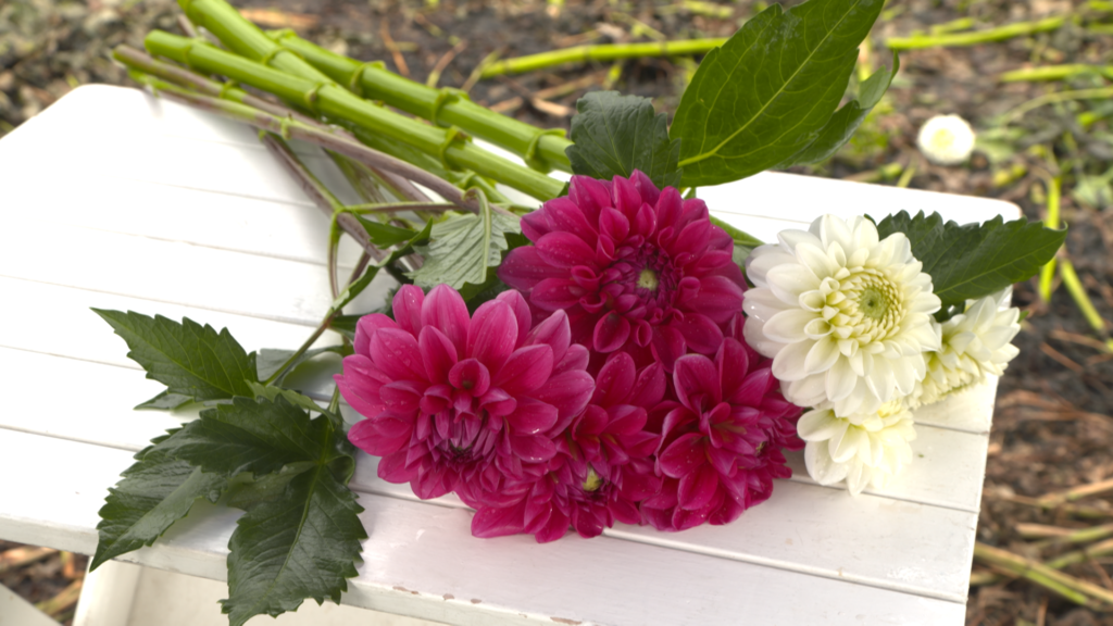 JA秋田なまはげ　ダリア