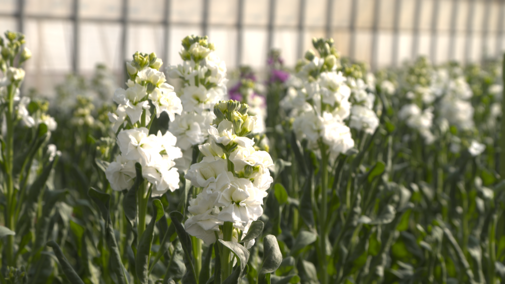 JAうご　ストック