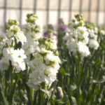 JAうご　ストック