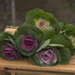 JA秋田おばこ　葉ボタン