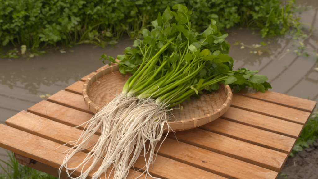 JAこまち　せり