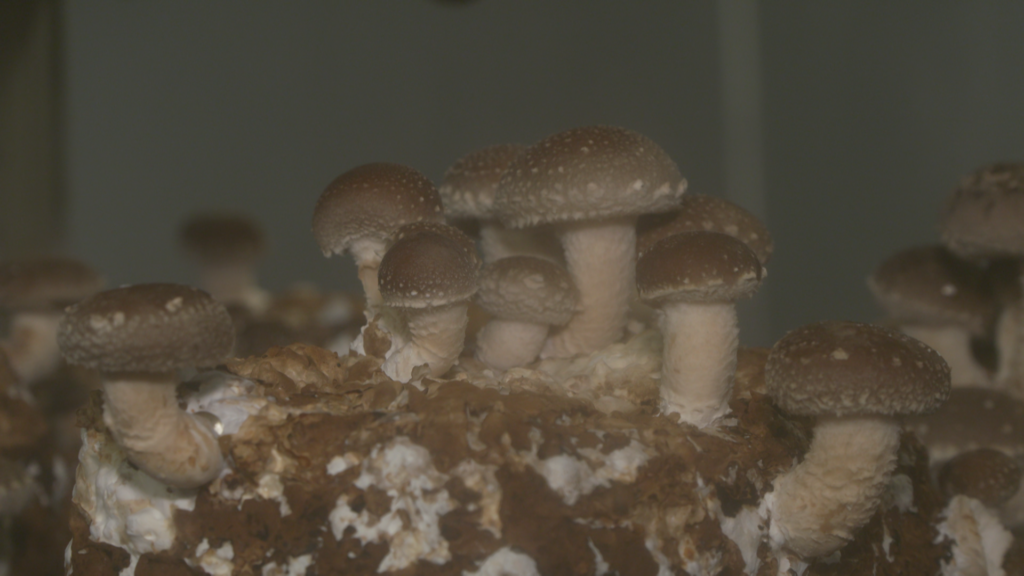 JA秋田やまもと　菌床しいたけ