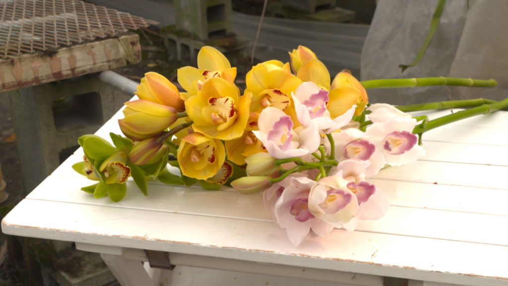 JA秋田ふるさと　シンビジウム