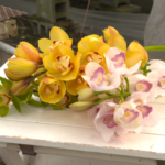 JA秋田ふるさと　シンビジウム