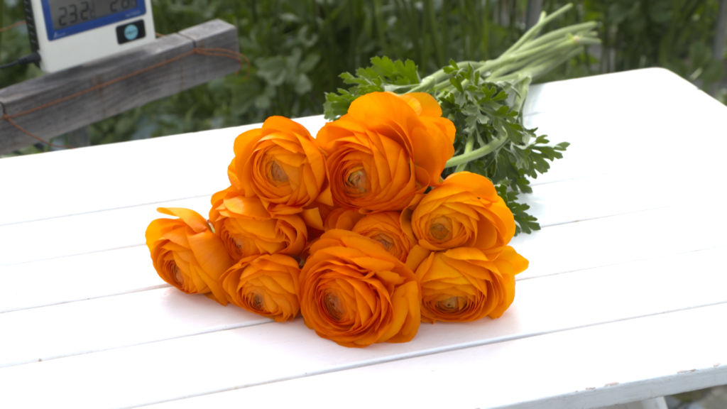 JAこまち　ラナンキュラス