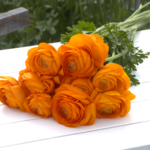 JAこまち　ラナンキュラス