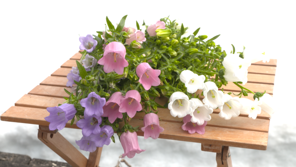 JAうご　カンパニュラ