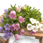 JAうご　カンパニュラ