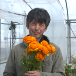 File.257　JAこまち　ラナンキュラス