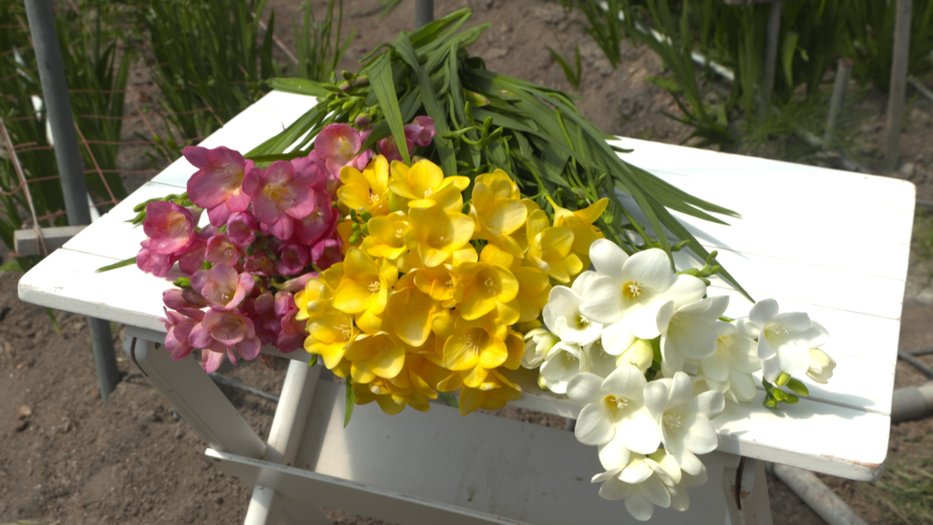 JAやまもと　フリージア