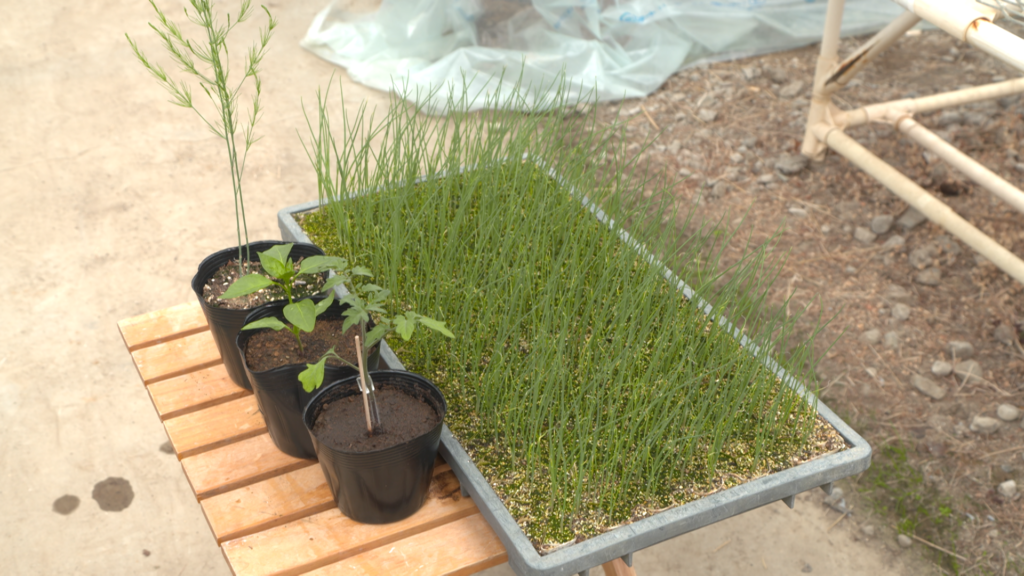 ベジフル君ニュース　由利野菜種苗供給センター