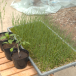 ベジフル君ニュース　由利野菜種苗供給センター