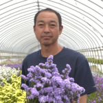 File.264　JAこまち　スターチス