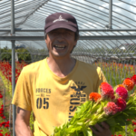 File.269　JA秋田おばこ　ケイトウ